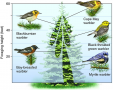 Resource partitioning among five species of warblers feeding in North American spruce trees.