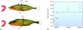 Adaptive radiation in stickleback fish.