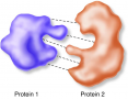 ProteinÃƒÂ¢Ã¢â€šÂ¬Ã¢â‚¬Å“protein interaction