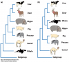 Phylogenetic hypotheses for whales and other mammals