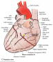 Posterior view of the Heart, outlining the major arteries