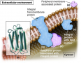 Different types of membrane proteins.