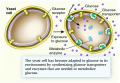 Response of a yeast cell to glucose