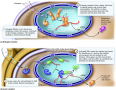 Examples of intracellular receptors