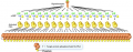 Signal amplification