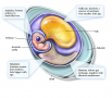 The amniotic egg