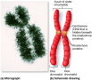 Metaphase chromosomes