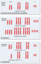 Types of variation in chromosome number.