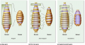 Phenotypic effects in Drosophila larvae that have mutations in segmentation genes