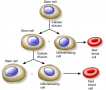 Growth pattern of stem cells