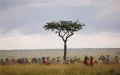 Tropical savanna and grazers in Kenya. The tropical savanna landscape is partially maintained by per