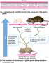 Structure and formation of the homologous ?-globin genes in mice and rats