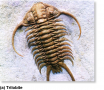 Shelled invertebrate fossils of the Ordovician period