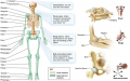 The vertebrate endoskeleton.