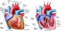 The mammalian heart and the route blood takes through it.