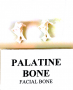 Palatine bone