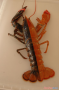 Bi-colored Lobster