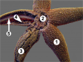 Echinoderm Diagram with labels