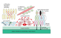 microbiological communication