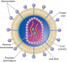 Structure of HIV