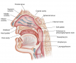 The respiratory system 