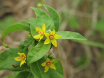 Garden Loosestrife