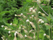 White Campion