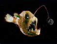 angler fish 3