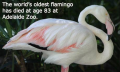 Old Flamingo