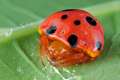 Ladybug Spider