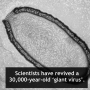 Ancient Giant Virus