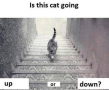 Is this cat going up or down?
