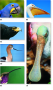 A variety of bird beaks