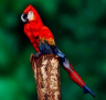 Macaw or Human