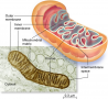 Structure of a mitochondrion