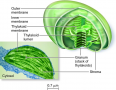 Structure of a chloroplast