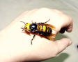 Hornet (Bee)
