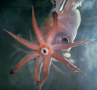 Dana octopus squid