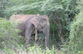 Elephant with GPS tracker