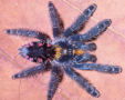 Typhochlaena costae (Spider)