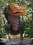 Helmeted hornbill