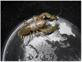 Lobster in a bucket looks like a gigantic monster on a metallic planet, and...