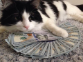 Cat Got Money