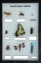Lab: Learn Orders in Class Insecta