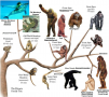 PRIMATE FAMILY TREE