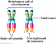 homologous pairs