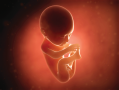 The digital image of a fetus shows a well-developed head and a comparatively smaller body. At   7 ...