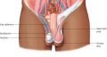 Internal View of Testicles