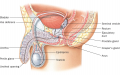 Male Internal Sexual Anatomy