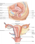 Female Internal Sexual Anatomy